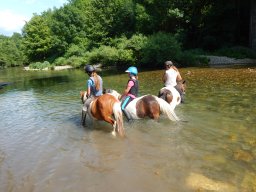 Poneys